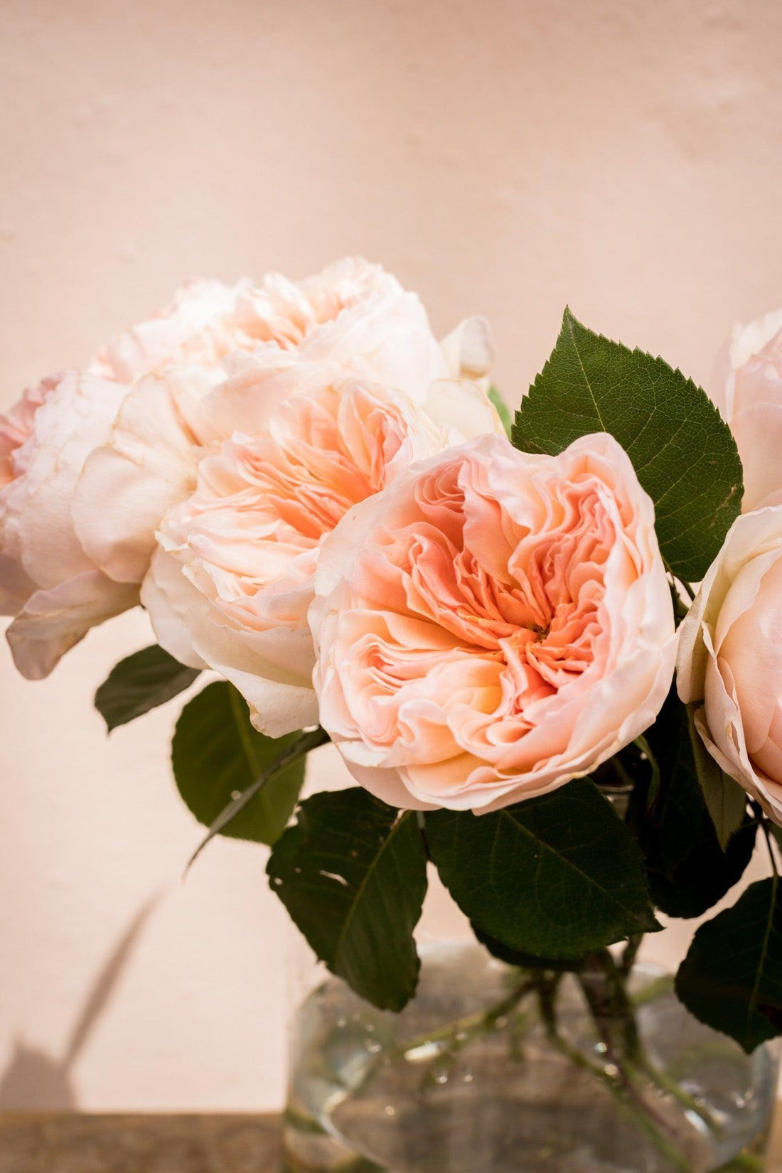 Rosas de Jardín David Austin - Lorena Marco