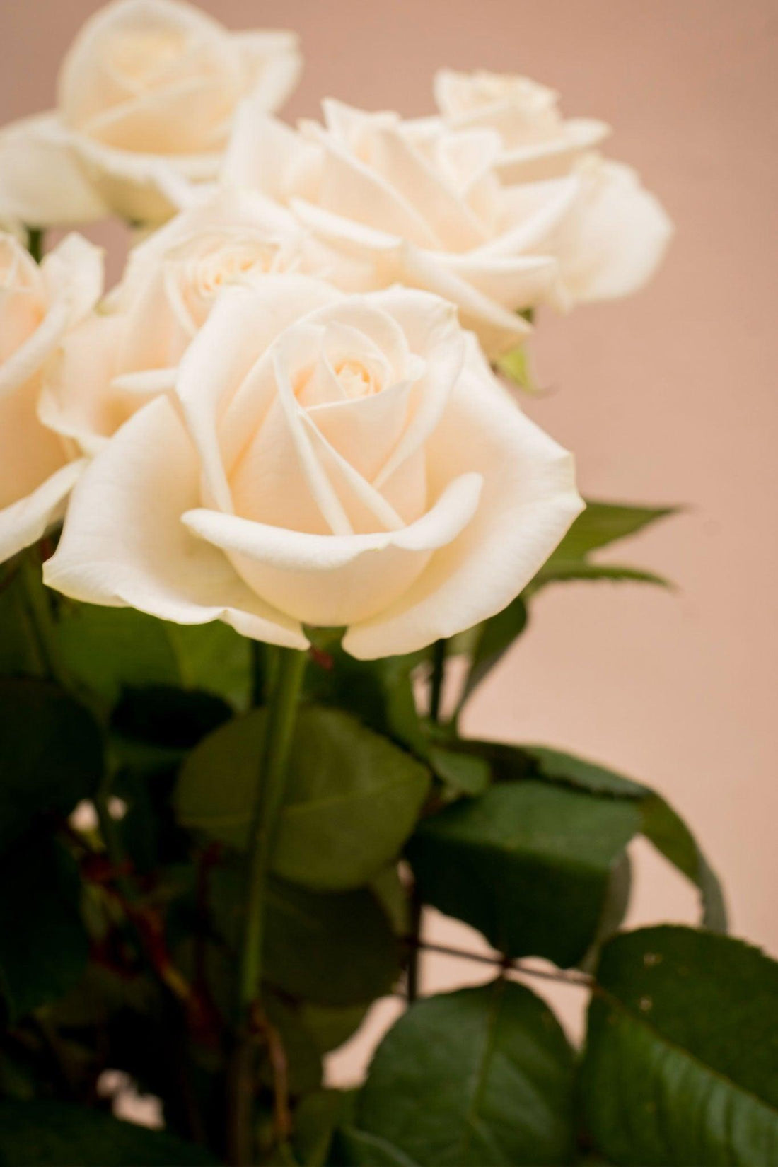 Rosa Vendela - Lorena Marco