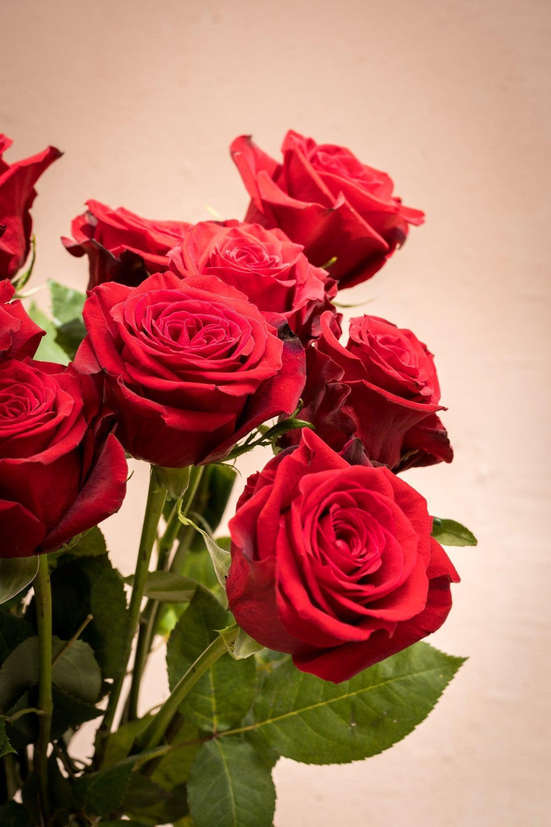 Rosa Roja - Lorena Marco